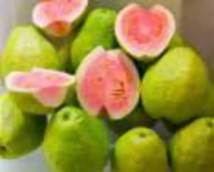 Guava.jpg